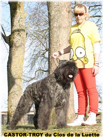 bouvier des flandres du clos de la luette - copyright déposé